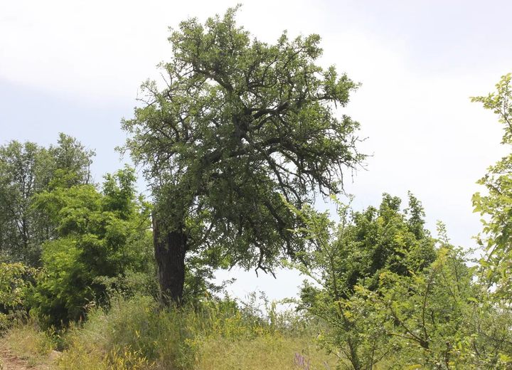 Natyrë dhe peizazh në Breznicë, 2016