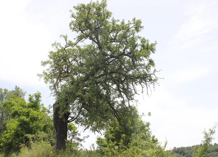 Natyrë dhe peizazh në Breznicë, 2016